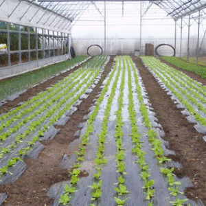 Agriculture raisonnée en Alsace