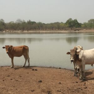 Sécurisation des pasteurs en Afrique de l’Ouest