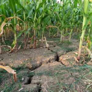 Adaptation des agriculteurs au changement climatique