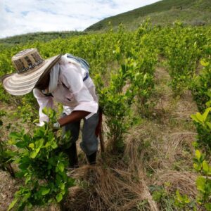 Agriculteurs de la feuille de coca en Colombie