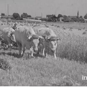 Mutations de l’agriculture française depuis 50 ans